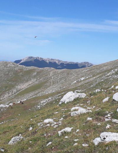 Rapaci montagna
