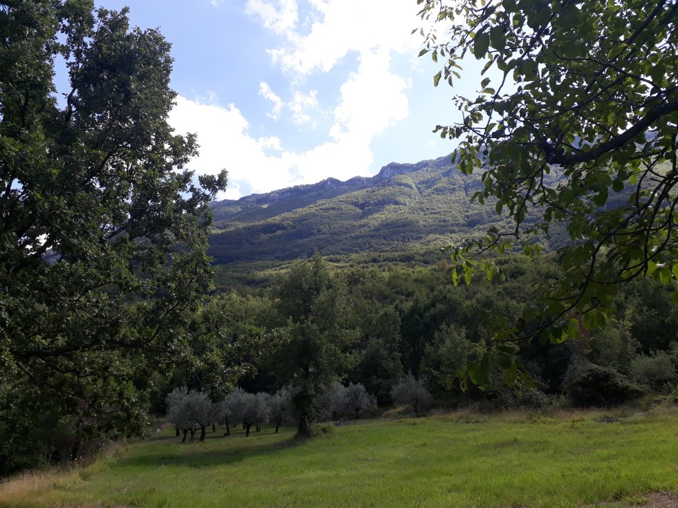 campagna con uliveto