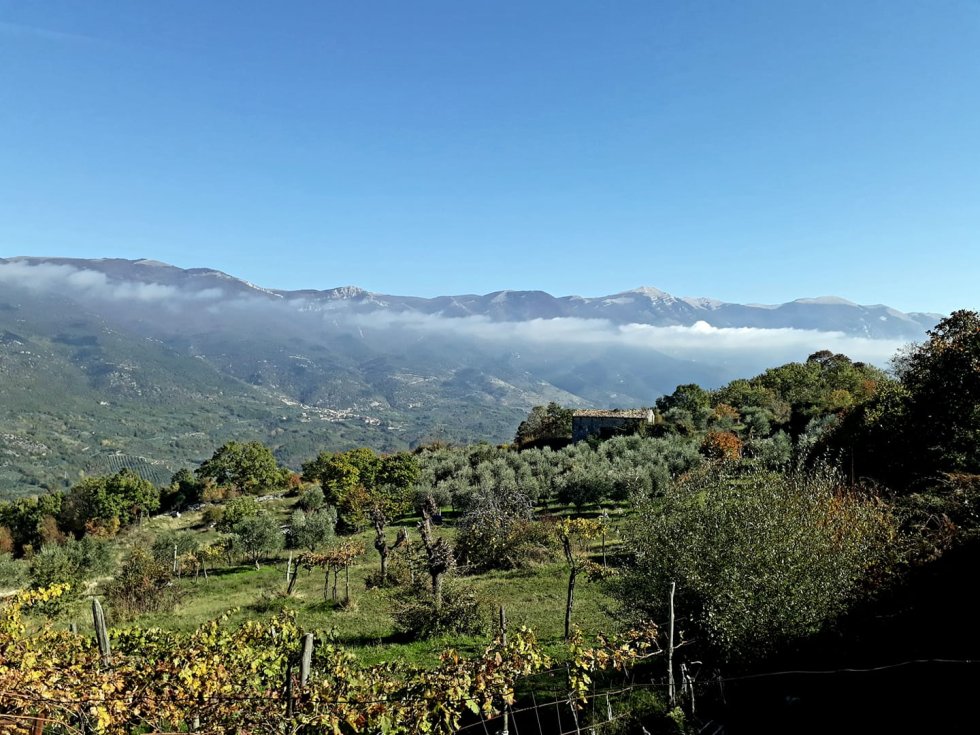 Uliveto panorama