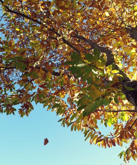 dettaglio fronde del castagno