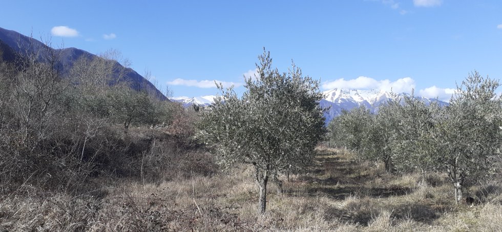 campagna olive