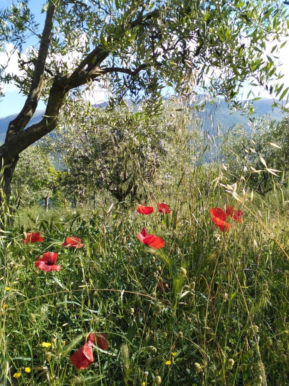 ulivo con papaveri