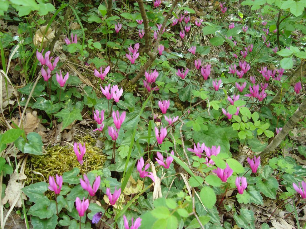 Ciclamini selvatici