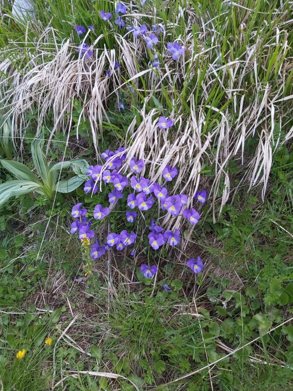 Fiori montagna