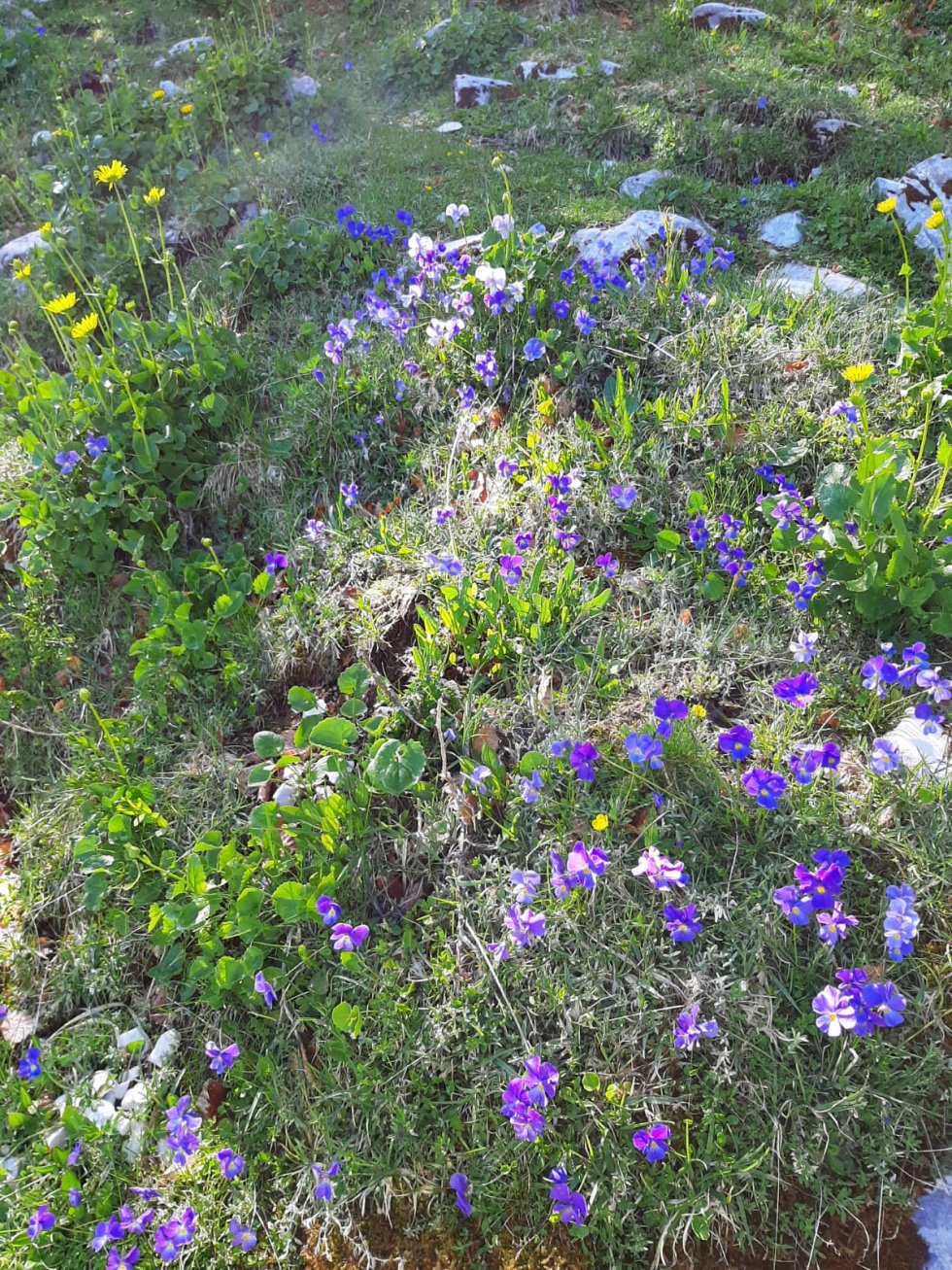 Fiori montagna