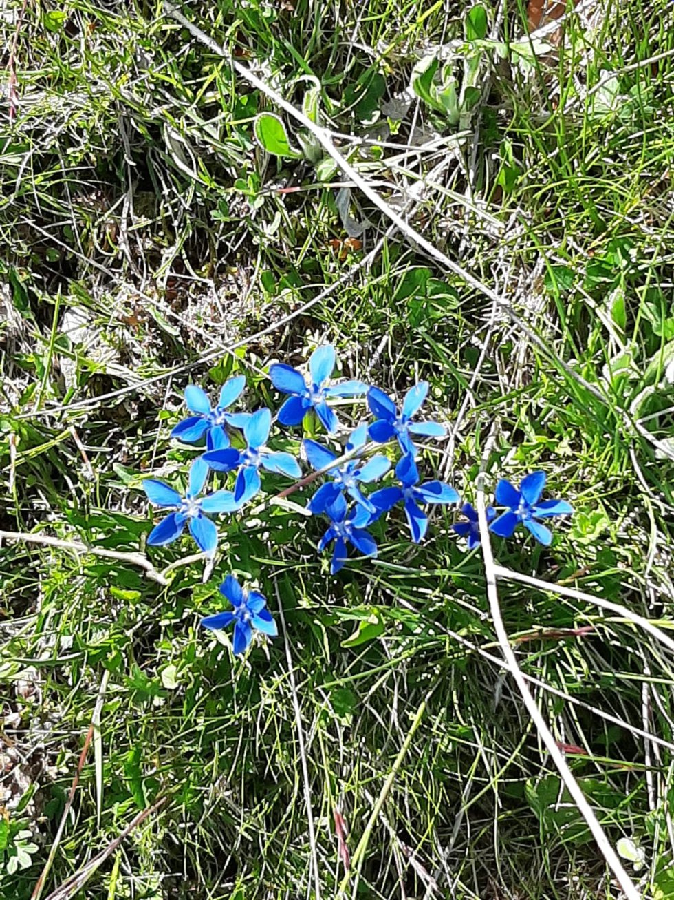 Fiori montagna