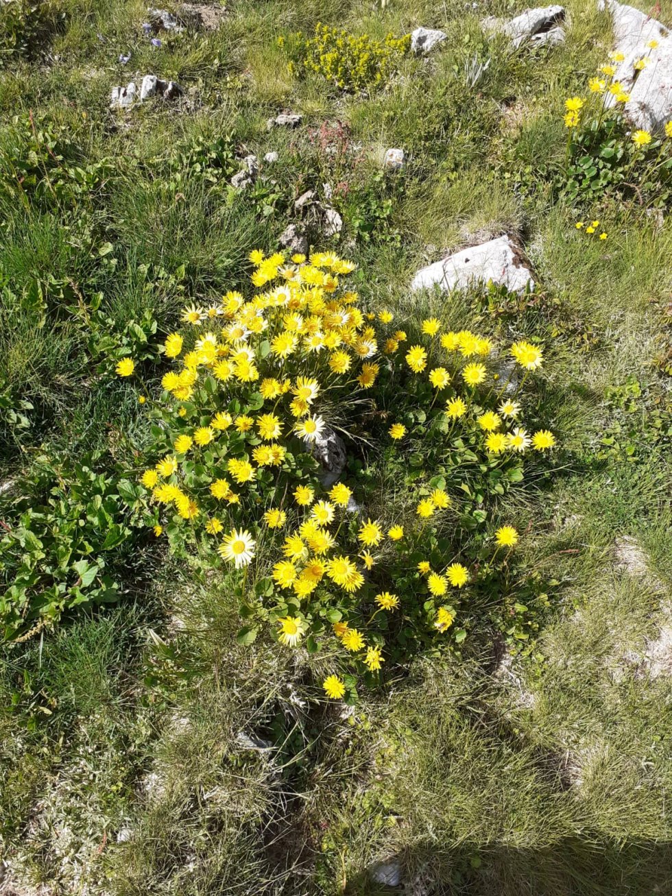 Fiori montagna