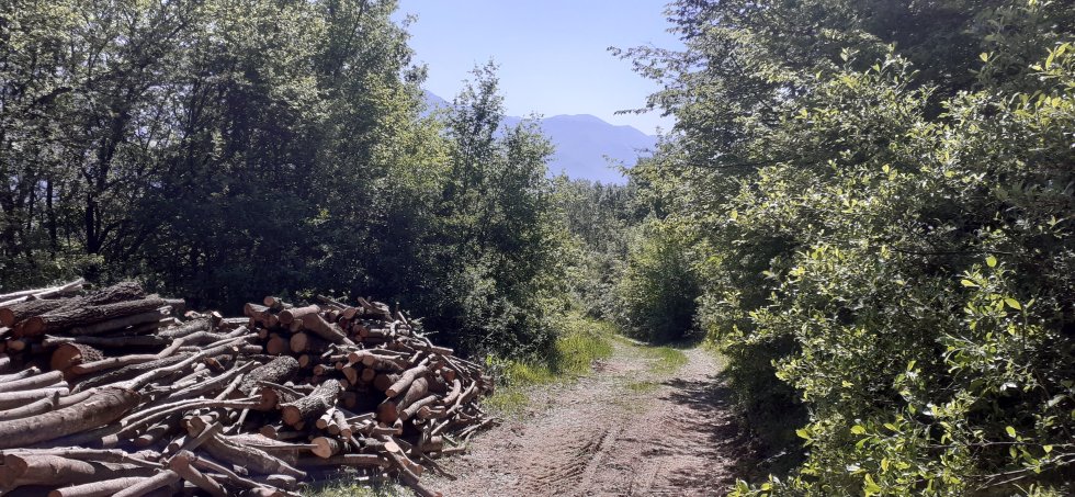 taglio legna campagna