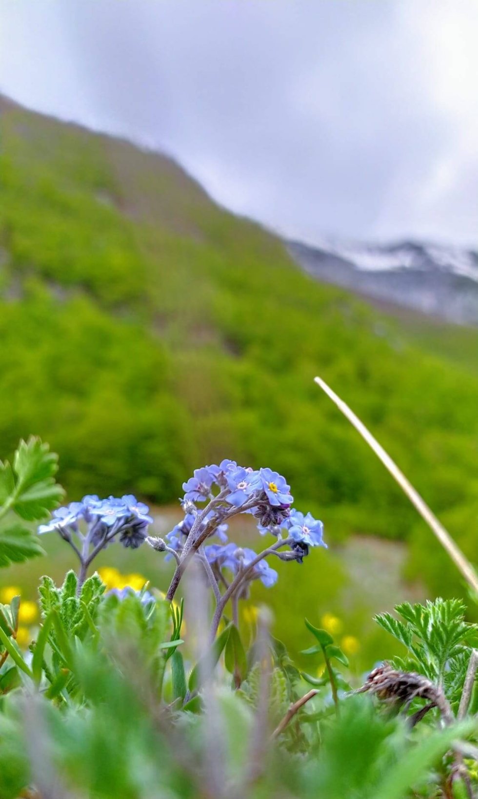 Fiore montagna